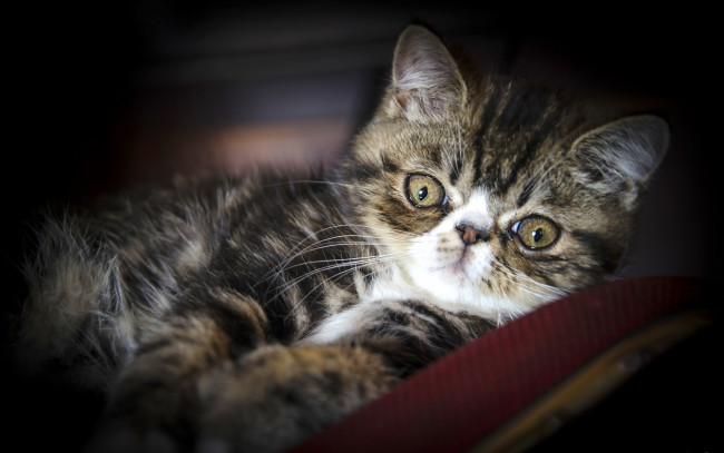 Обои картинки фото животные, коты, экзотическая, кошка, экзот, взгляд