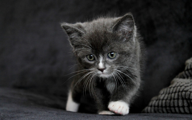 Обои картинки фото животные, коты, малыш, котёнок, кошка