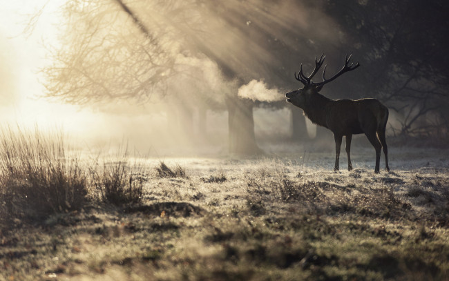 Обои картинки фото животные, олени, природа, утро, олень