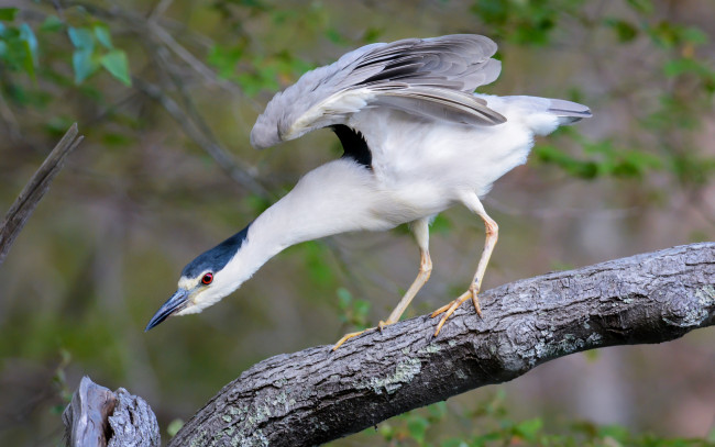 Обои картинки фото животные, птицы, природа, птица, фон