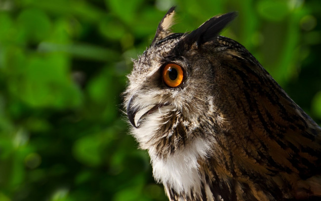 Обои картинки фото животные, совы, сова, профиль, птица, филин, портрет
