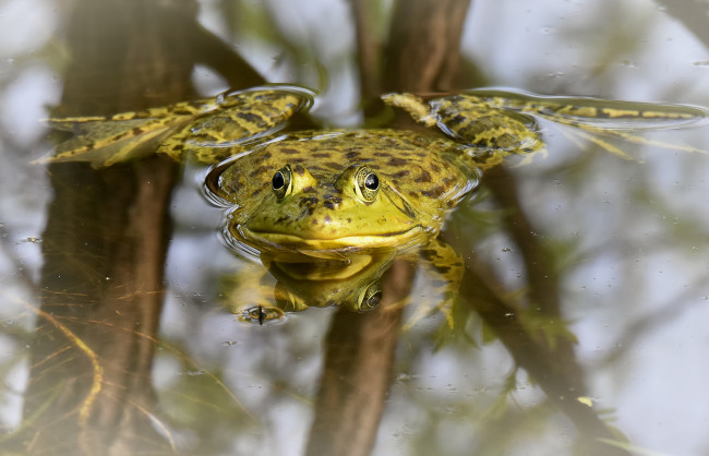Обои картинки фото животные, лягушки, лягушка