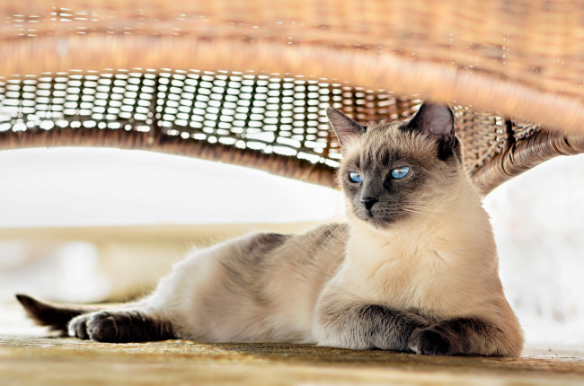 Обои картинки фото животные, коты, киса