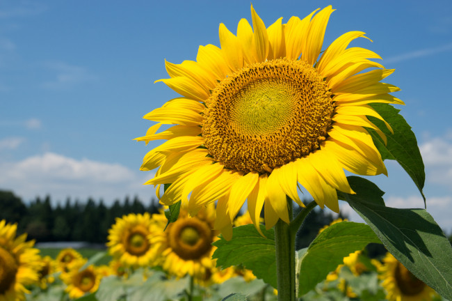 Обои картинки фото цветы, подсолнухи, подсолнух