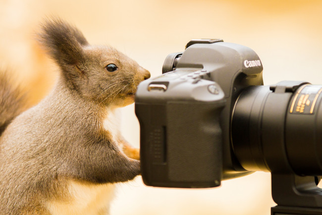 Обои картинки фото животные, белки, белка, фотоаппарат