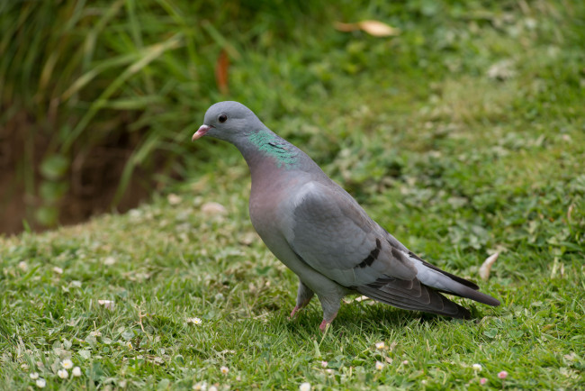 Обои картинки фото животные, голуби, сизарь