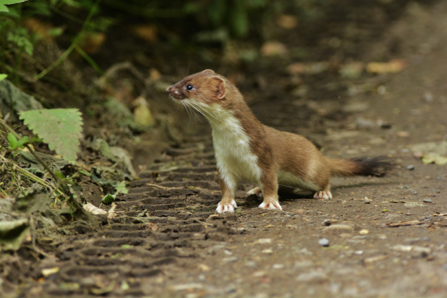 Обои картинки фото животные, хорьки,  куницы,  горностаи,  ласки,  соболи, горностай
