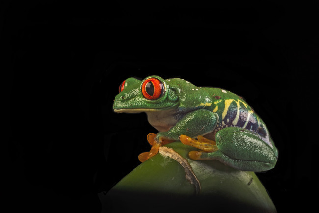 Обои картинки фото животные, лягушки, лягушка