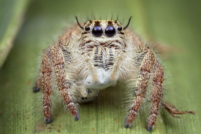 Обои картинки фото животные, пауки, паучок