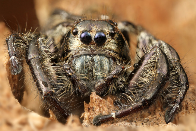 Обои картинки фото животные, пауки, паучок