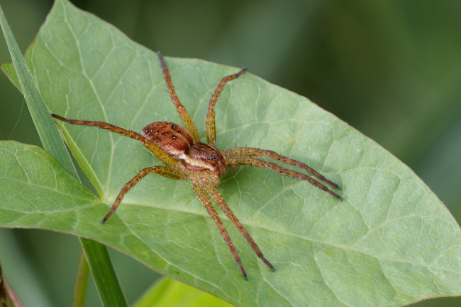 Обои картинки фото животные, пауки, паук, лист, макро