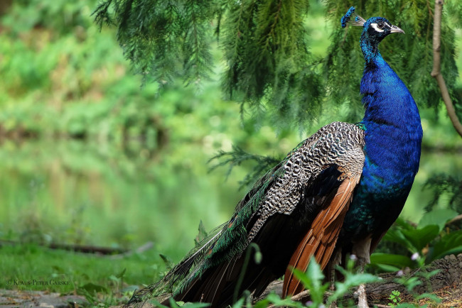 Обои картинки фото животные, павлины, павлин