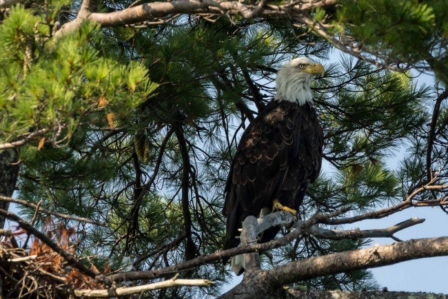 Обои картинки фото животные, птицы - хищники, белоголовый, орлан
