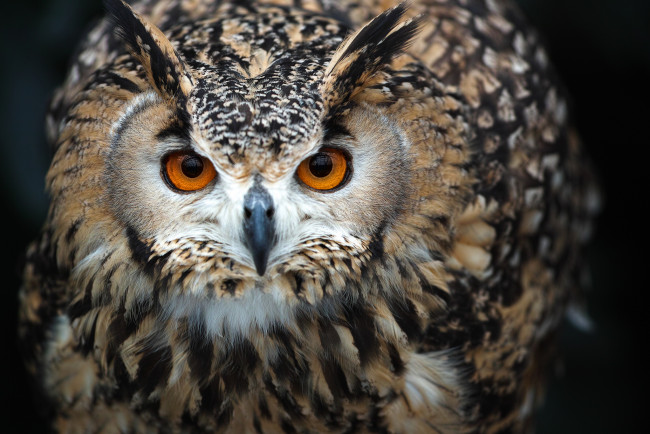 Обои картинки фото животные, совы, сова, взгляд