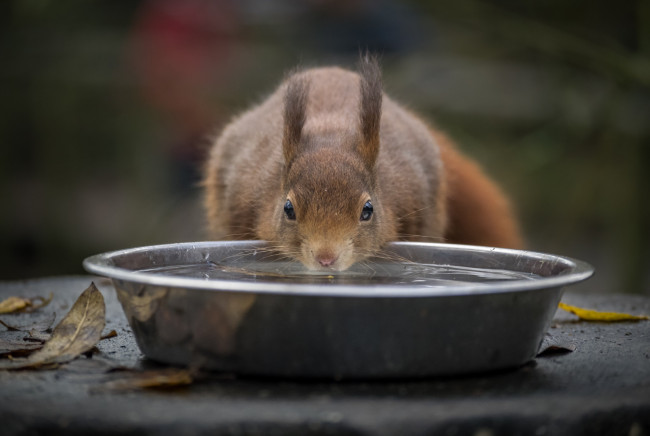 Обои картинки фото животные, белки, белка