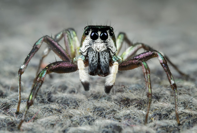 Обои картинки фото животные, пауки, паучок