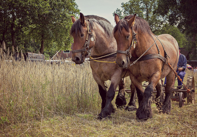 Обои картинки фото животные, лошади, упряжь