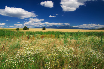 Картинка природа луга простор