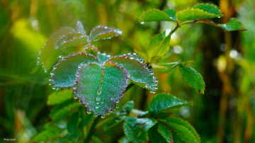 Картинка природа листья капли