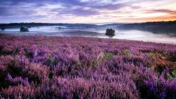 Картинка cannock+chase англия природа луга cannock chase