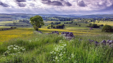 Картинка природа пейзажи лето трава цветы тучи