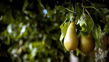 Картинка природа плоды груши