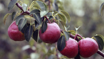 Картинка природа плоды груши