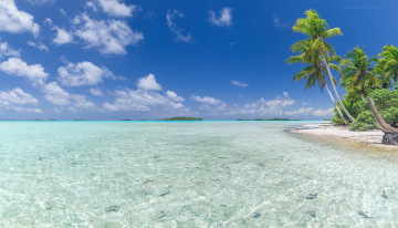 Картинка природа побережье пейзаж вода пальма песок