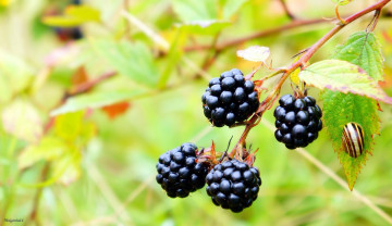 обоя природа, Ягоды, ежевика, улитка