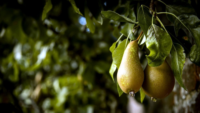 Обои картинки фото природа, плоды, груши