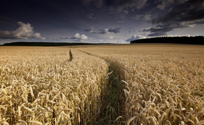 Обои картинки фото природа, поля, простор