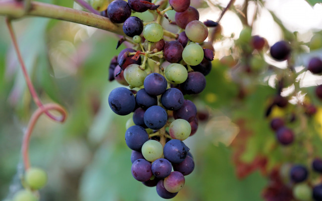 Обои картинки фото природа, Ягоды,  виноград, гроздь