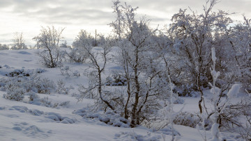 Картинка природа зима кусты