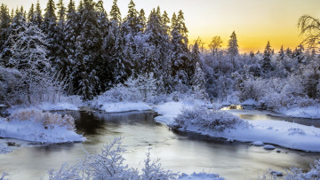 Картинка природа зима лес