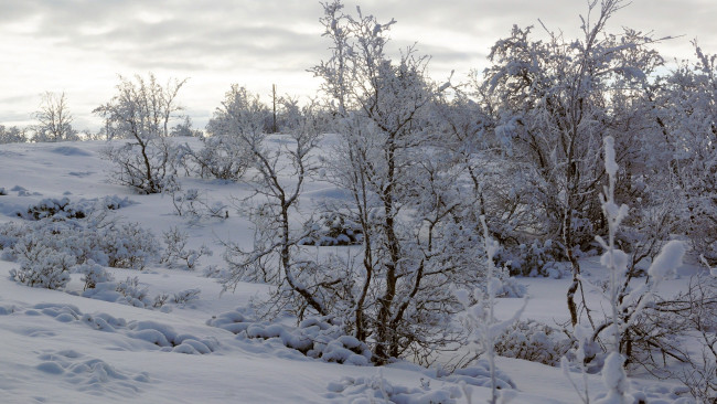 Обои картинки фото природа, зима, кусты