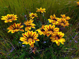 Картинка цветы газания желтый