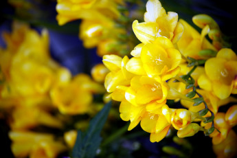 обоя цветы, фрезия, желтый