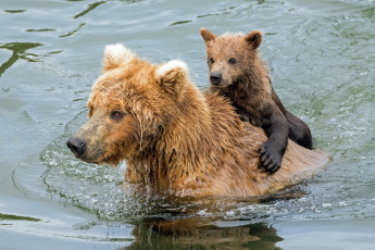 Картинка животные медведи медведь