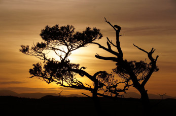 Картинка природа деревья простор