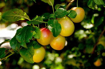 Картинка природа плоды простор