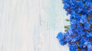 обоя цветы, васильки, синий