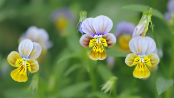 Картинка фиалки цветы анютины+глазки+ садовые+фиалки красиво
