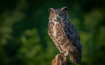 Картинка животные совы филин