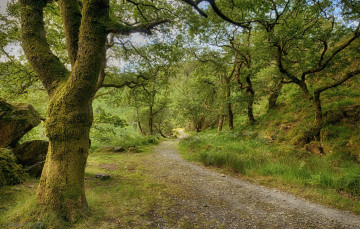 Картинка природа дороги простор