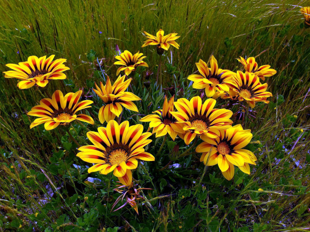 Обои картинки фото цветы, газания, желтый