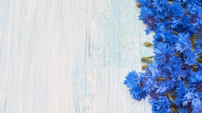 Обои картинки фото цветы, васильки, синий