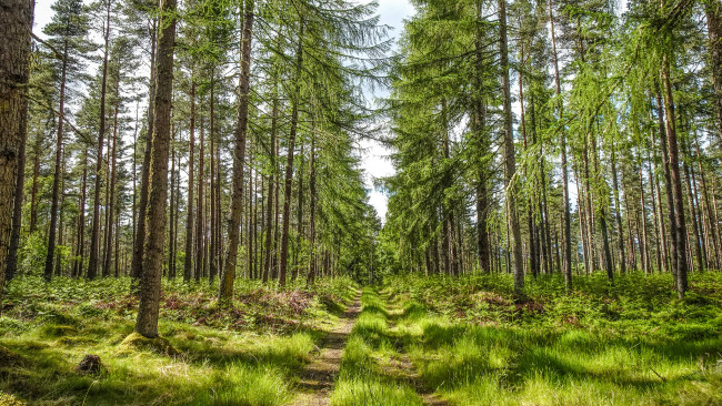 Обои картинки фото природа, лес, простор