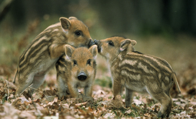 Обои картинки фото животные, свиньи,  кабаны, полосатые, поросята, кабаны, листья