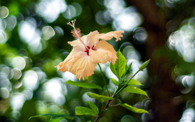 Обои картинки фото цветы, гибискусы, макро
