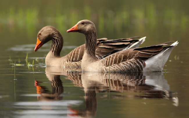 Обои картинки фото животные, гуси, два, гуся
